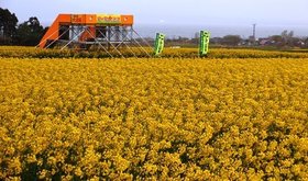 下北横浜菜の花.jpg