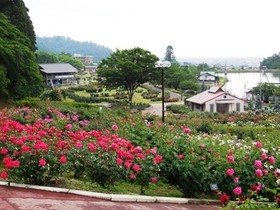 東沢バラ公園.jpg