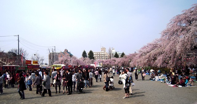 榴ヶ岡2009桜