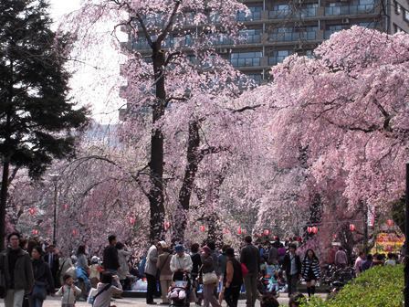 榴ヶ岡2009桜
