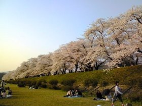 角館 春.jpg