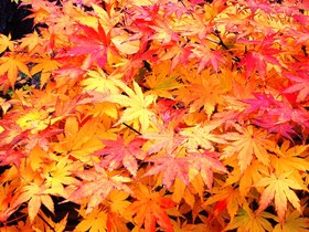角館もみじ.jpg